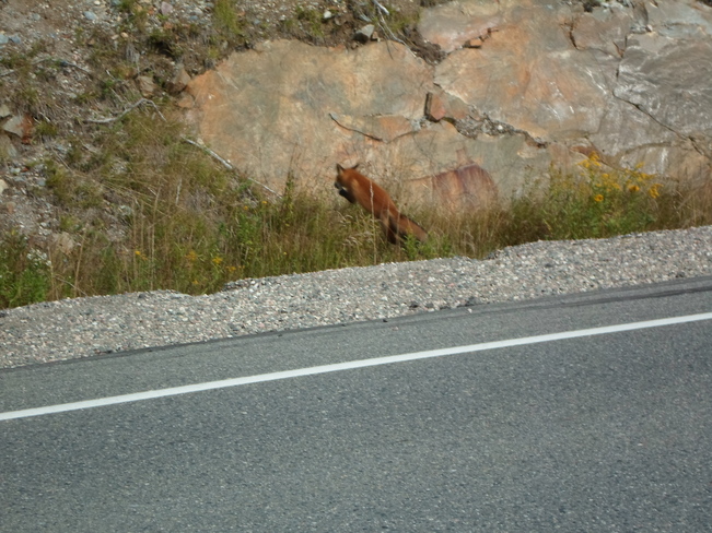 Red Fox on side of road Elliot Lk. Elliot Lake, Ontario Canada