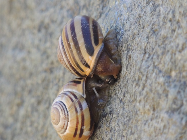 snails Toronto, Ontario Canada