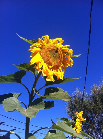 Sunflower Lloydminster, Saskatchewan Canada