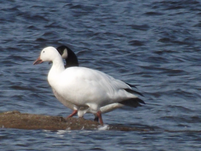 White Goose Pembroke, Ontario Canada