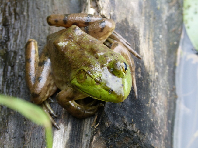 One-eyed Frog Ottawa, Ontario Canada