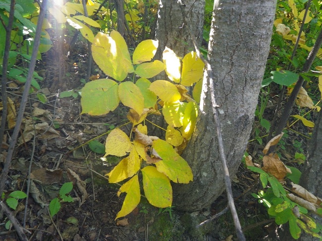 yellow leaves finally Edmonton, Alberta Canada