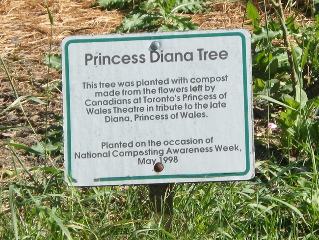 Princess Diana Tree Edmonton, Alberta Canada
