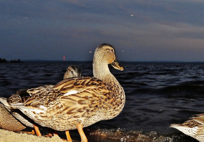 Ducky night for feast on emerging flies. North Bay, Ontario Canada