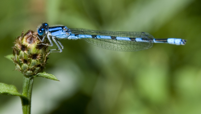 Blue Dragonfly Mitchell, Ontario Canada