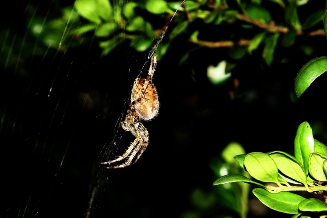 Spider Surrey, British Columbia Canada