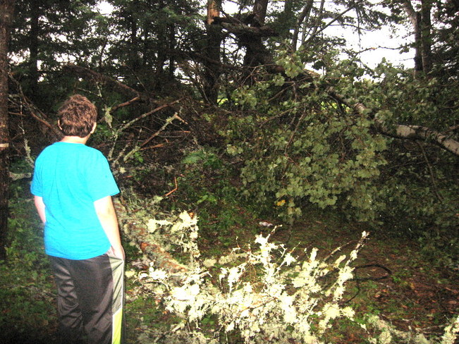 blown down trees Woodstock 23, New Brunswick Canada