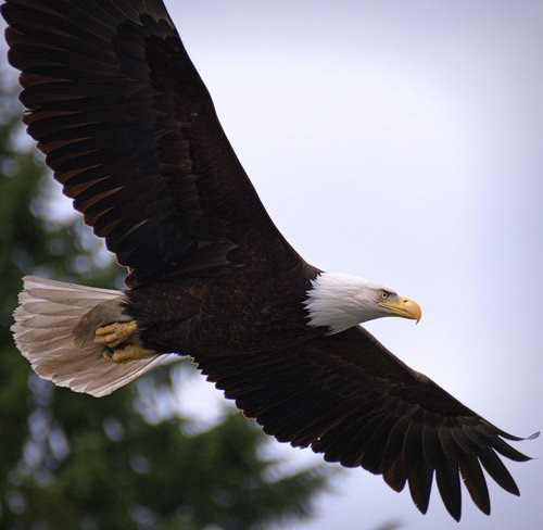 Majestic Cates Park Eagle North Vancouver, British Columbia Canada