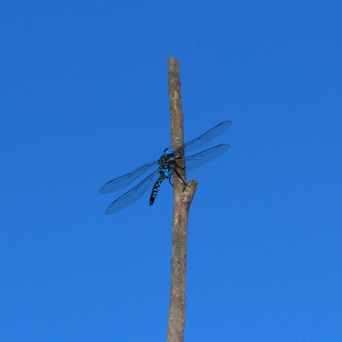 blue dragonfly, blue sky 
