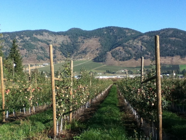 rows of yummy apples South Vernon, British Columbia Canada