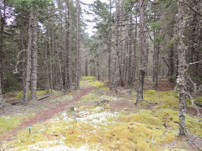 Woods On Little TanCook September 12th 2013 Chester, Nova Scotia Canada