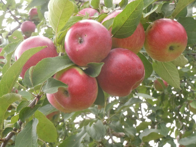 Apples time... Brockville, Ontario Canada