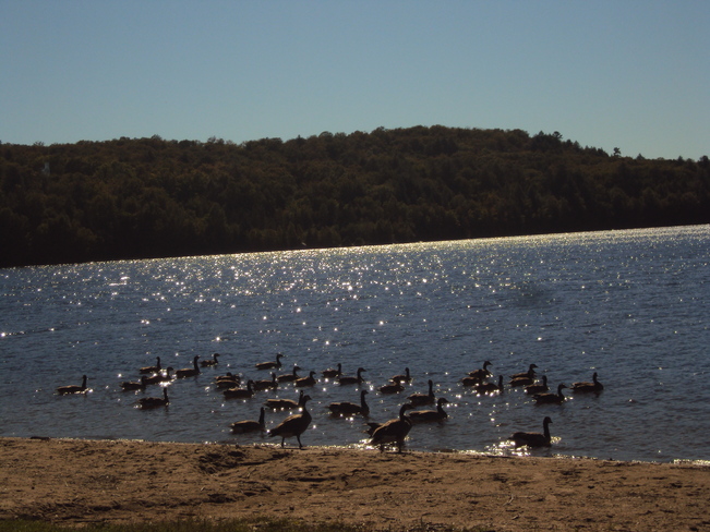 Geese and Elliot Lake Elliot Lake, Ontario Canada