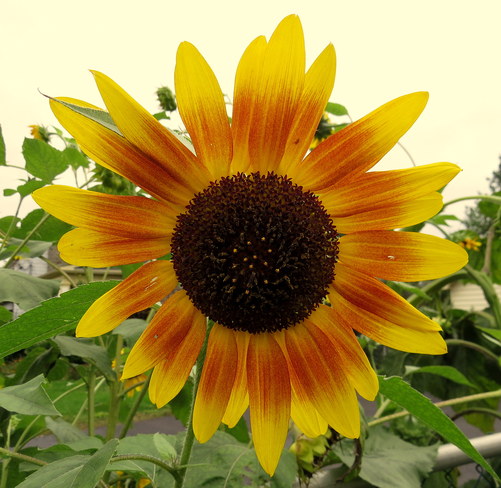 Sunflower Hastings, Ontario Canada