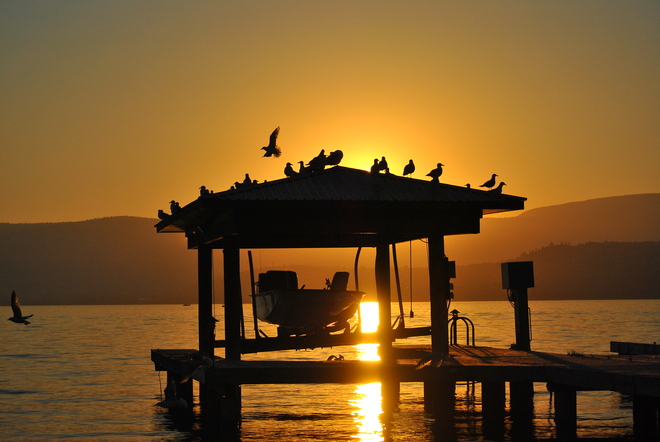 Gulls on boat house 