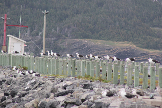 gulls resting Hawke's Bay, Newfoundland and Labrador Canada