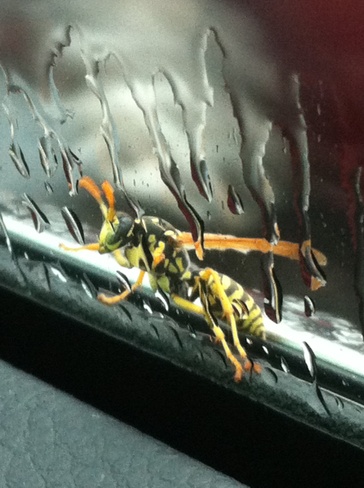 hanging out on car window Ottawa, Ontario Canada