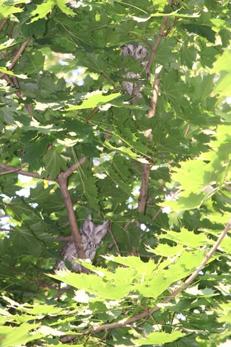 Two owls living in our tree London, Ontario Canada