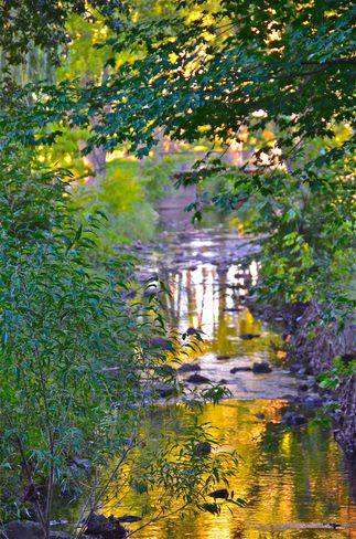 Golden creek Oakville, Ontario Canada