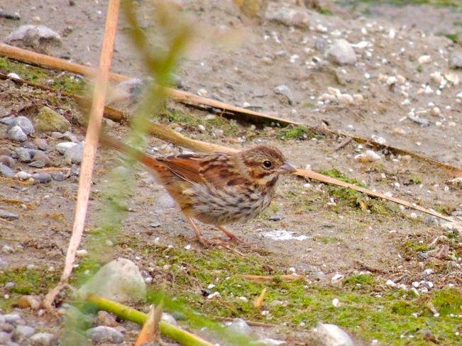 Swamp Sparrow in the Lagoons Port Perry, Ontario Canada