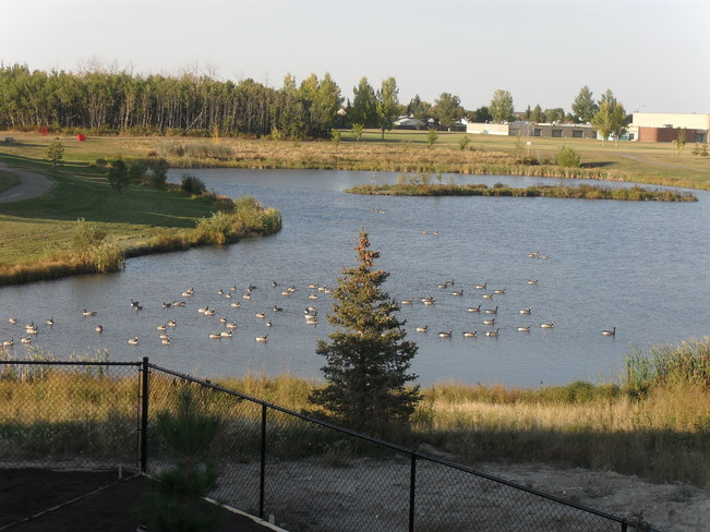 Gooses Leduc, Alberta Canada