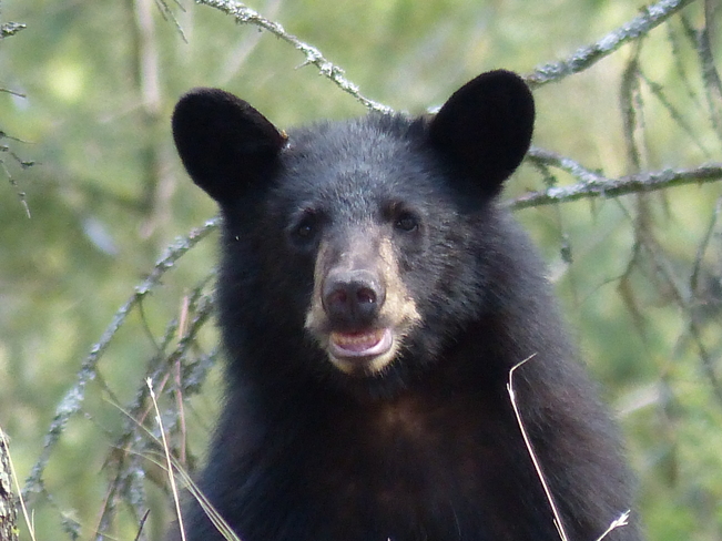Black bear Grand Forks, British Columbia Canada