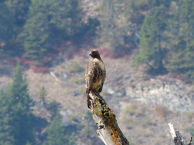 Hawk Grand Forks, British Columbia Canada