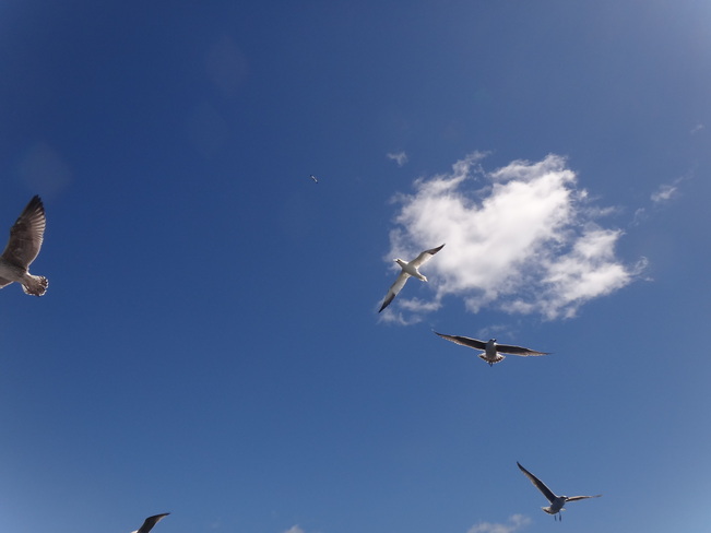 Gulls and gannets above North Rustico, Prince Edward Island Canada