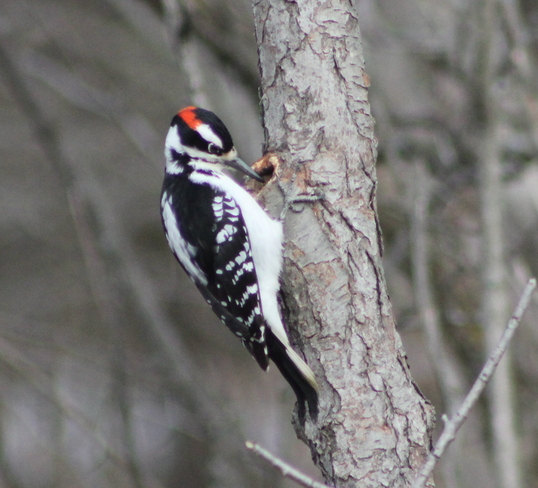 Woodpecker Brockville, Ontario Canada
