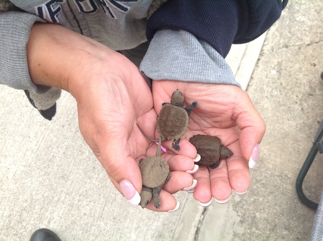 Snapping turtle babies Cordova Mines, Ontario Canada