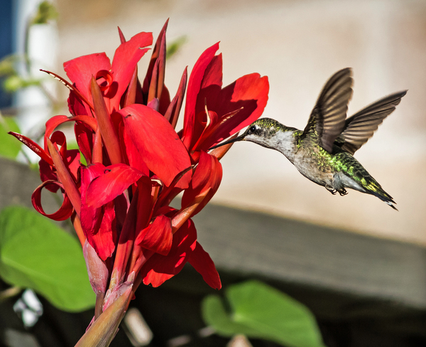 Hummingbird Mississauga, Ontario Canada