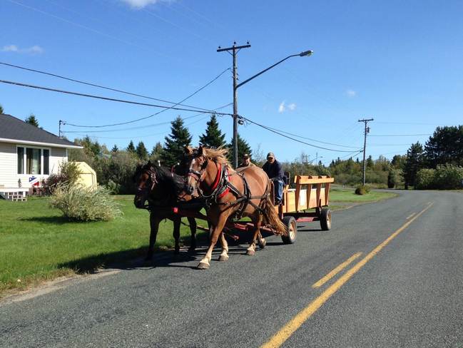 draught horses Petit Rocher, New Brunswick Canada