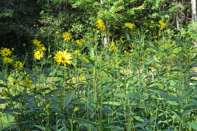 Maximilian Sunflower (Helianthus maximiliani) Chester, Nova Scotia Canada