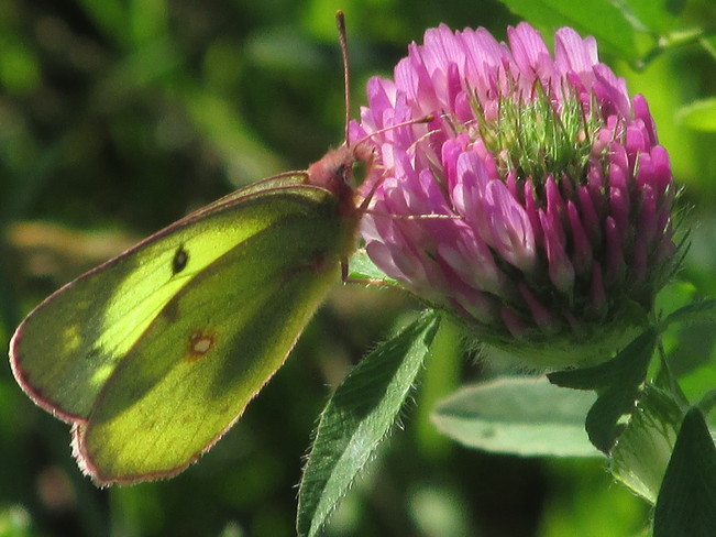 Butterfly on Clover Moncton, New Brunswick Canada