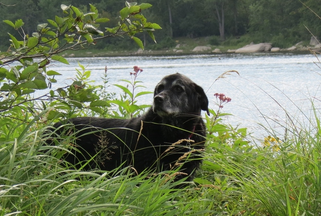 Water Dog Westmeath, Ontario Canada