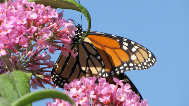 Monarch Butterfly Etobicoke, Ontario Canada