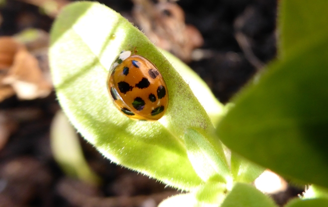 Ladybugs Hamilton, Ontario Canada