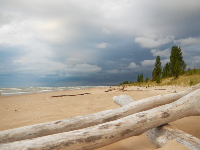 Driftwood and a Stormy Beach Grand Bend, Ontario Canada