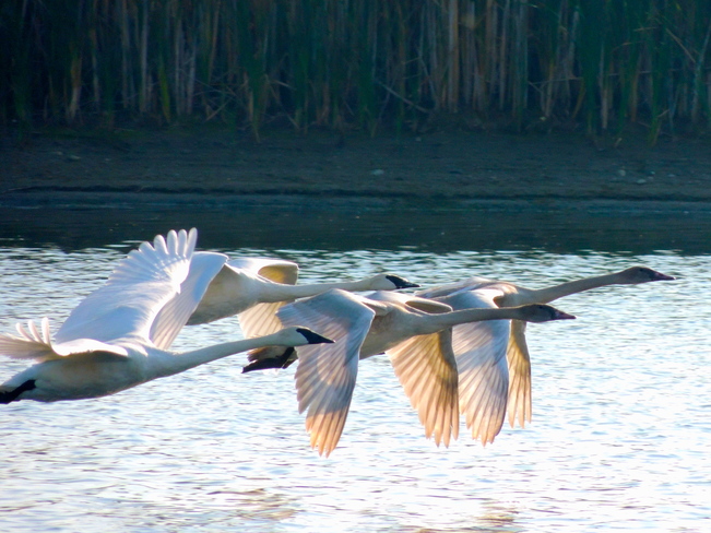 Trumpeters Heading South ?? Port Perry, Ontario Canada