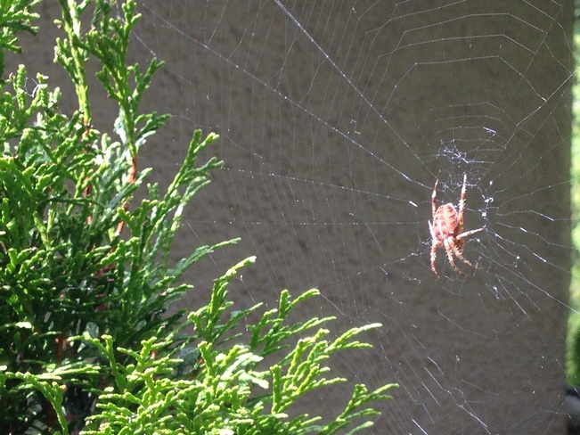 Spider spins a web.......... Surrey, British Columbia Canada