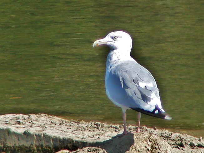 Herring Gull Stratford, Ontario Canada