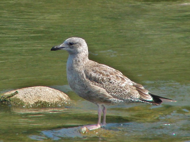 First year Herring Gull Stratford, Ontario Canada