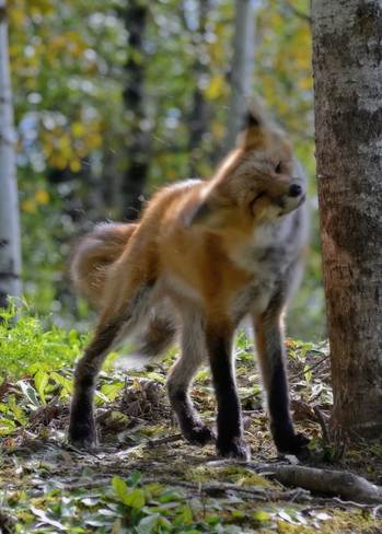 Itchy Fox Kapuskasing, Ontario Canada