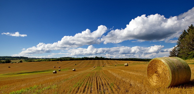 hay field Peterborough, Ontario Canada