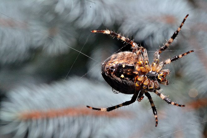 Raindrop on a Spider Goderich, Ontario Canada