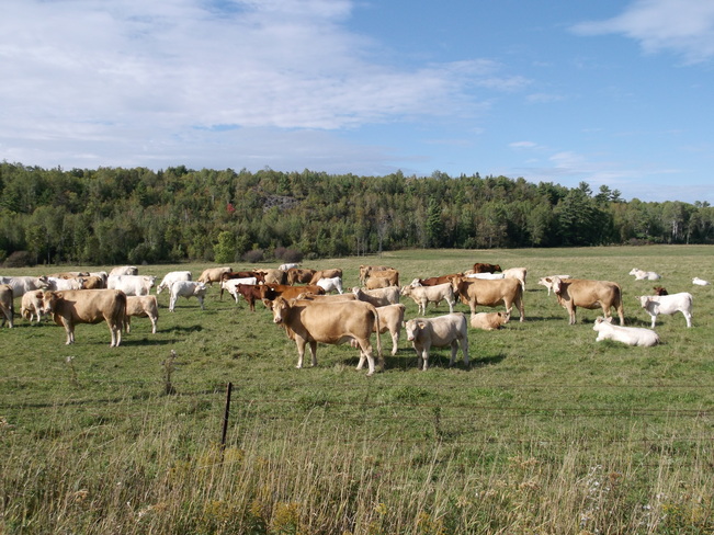 Cows Enjoying Nice Weather Massey, Ontario Canada