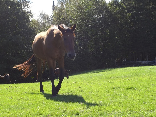 Horse enjoying the sun Keswick Ridge, New Brunswick Canada