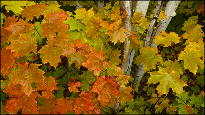 Esten Dr., wet day, wet leaves. Elliot Lake, Ontario Canada