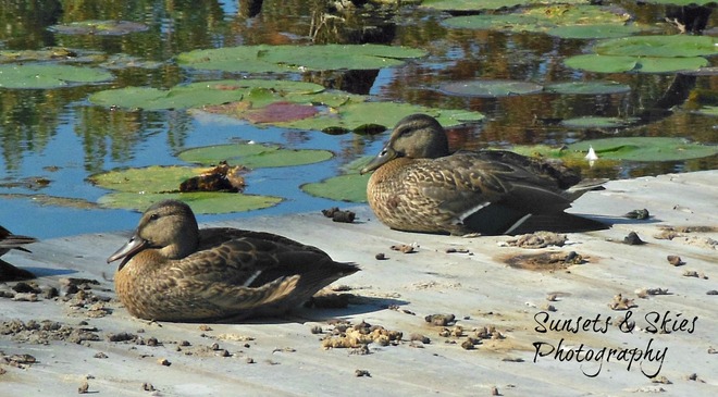 Ducks sitting in their poo eww lol Belleville, Ontario Canada