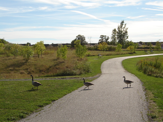 geese taking a walk Windsor, Ontario Canada